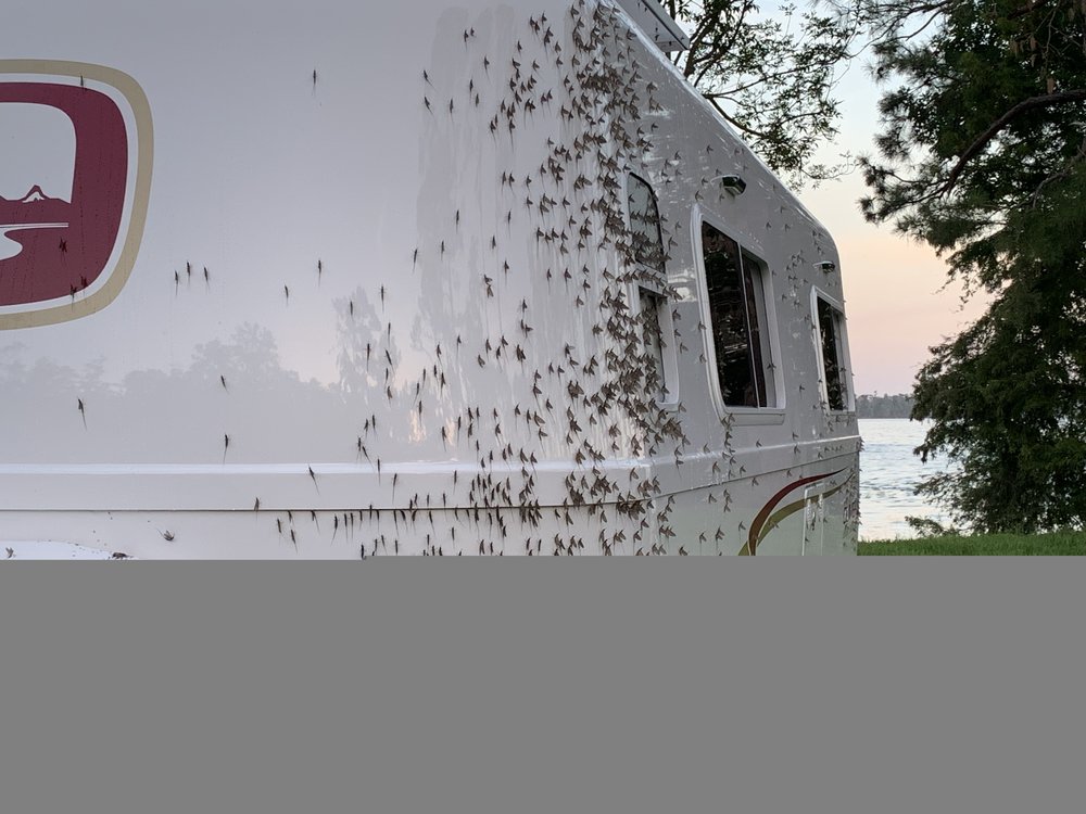 Mayflies-1.thumb.jpg.5f26bbbefe1673c0167cfae6f5ee55cb.jpg