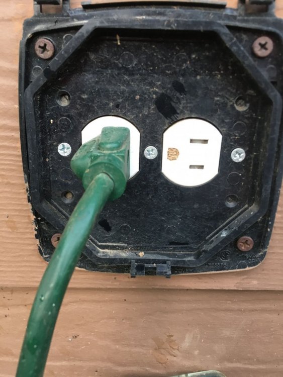 Mason bee in outlet.jpg