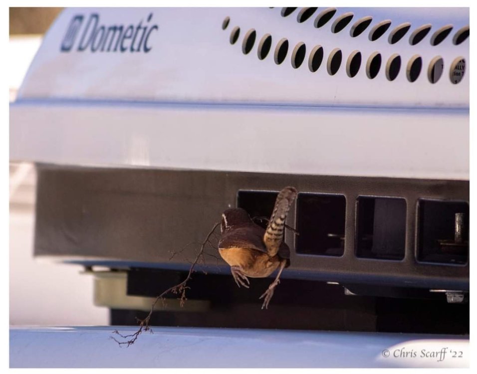 Bird nest in air conditioner Ollie Modifications Oliver Owner Forums