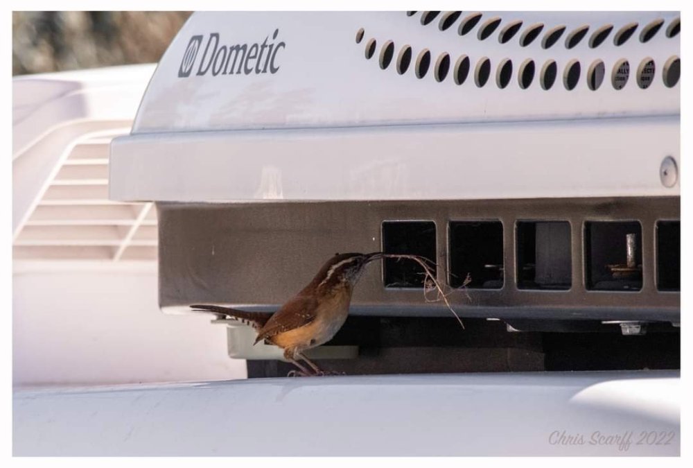 Bird nest in air conditioner Ollie Modifications Oliver Owner Forums