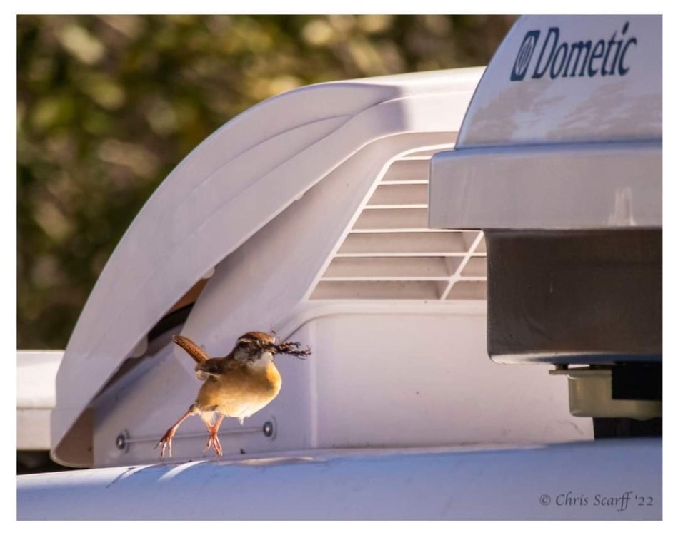Bird nest in air conditioner Ollie Modifications Oliver Owner Forums