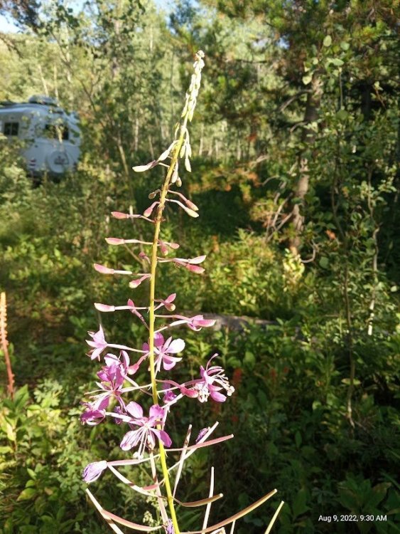 Ollie in the wild.jpg