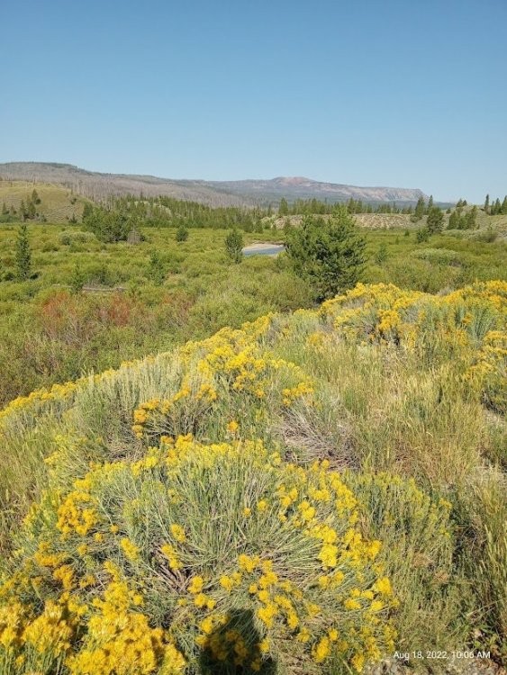 horse creek & yellow flowers.jpg