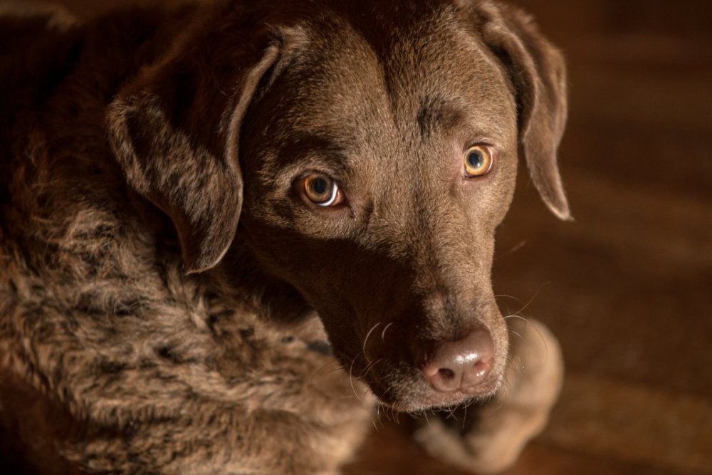 taylor eye contact.jpg