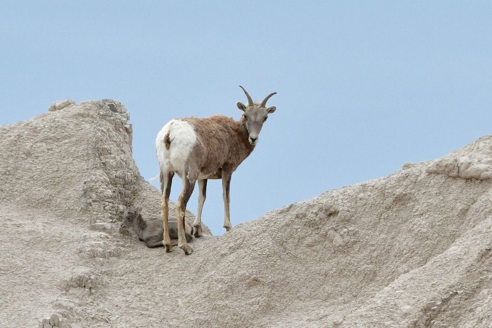 1850759306_05-19a02BadlandsNPDSC_7322aRockyMountainBighornSheepEwe-a.thumb.jpg.5df5883ebbeff4ef8960f47681de6087.jpg
