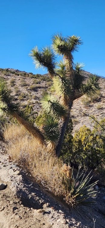 Joshua Tree in Wikieup.jpg