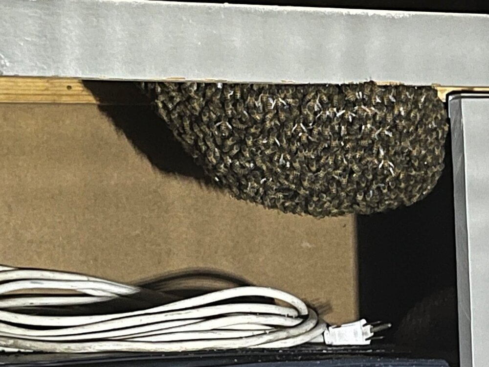 Bee Hive.jpg