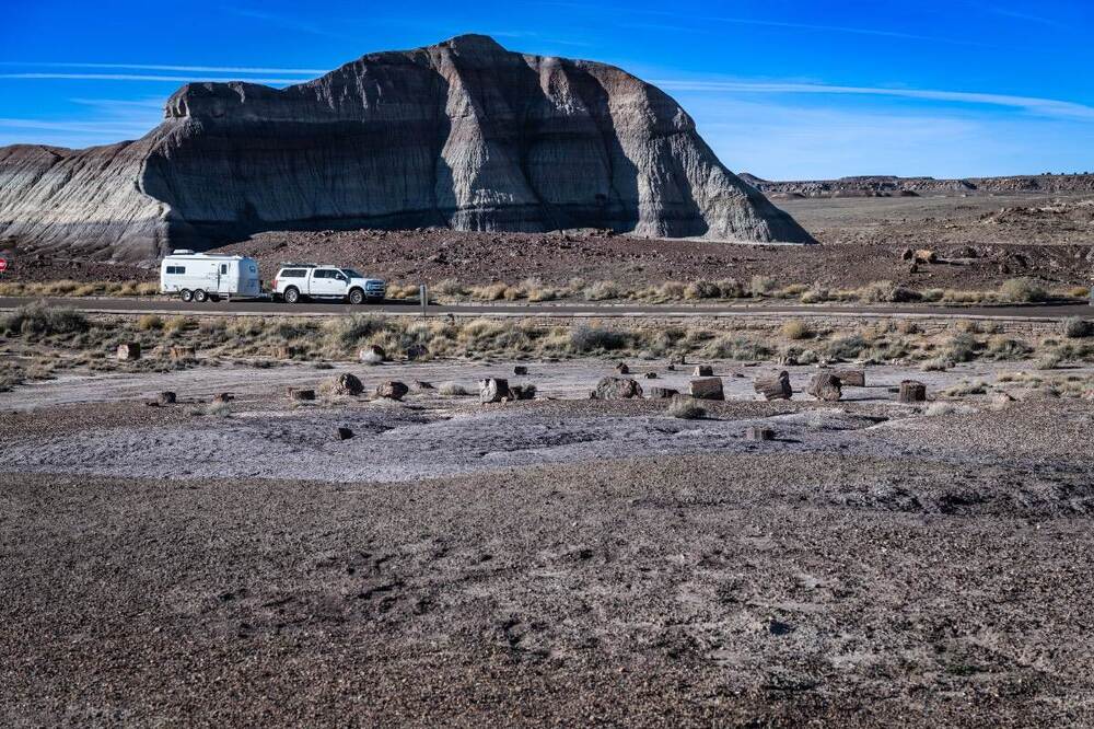 peterified forest ollie.jpg