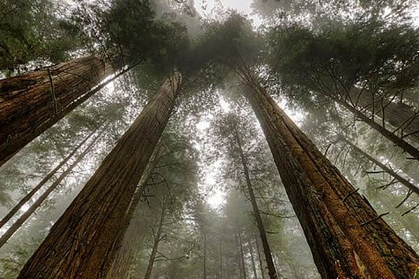 Northern California Best Camping Spots Redwood National State Parks